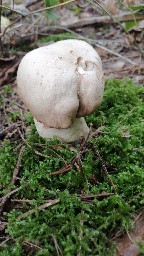 Agaricus augustus