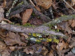 Vuilleminia comedens