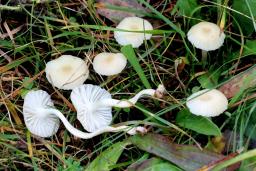 Cuphophyllus russocoriaceus