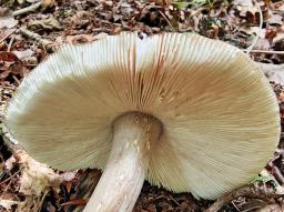 Amanita umbrinolutea