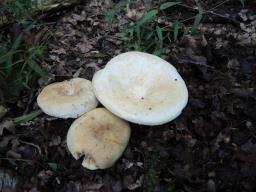 Lactifluus glaucescens