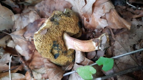 Rheubarbariboletus armeniacus