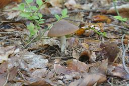 Psathyrella obtusata var. obtusata