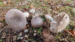 Amanita pseudoargentea