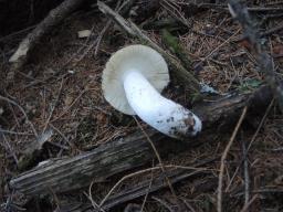 Russula paludosa