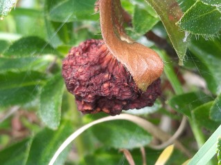 Exobasidium rhododendri