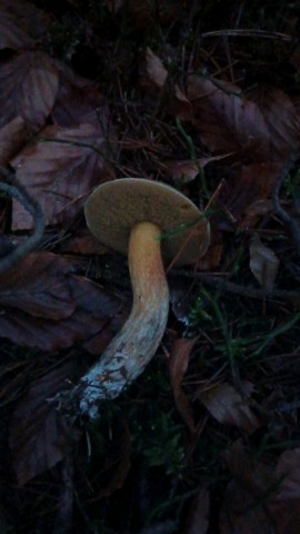 Suillus variegatus