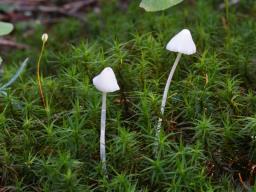 Hemimycena delectabilis