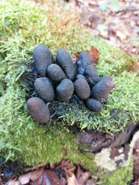 Xylaria polymorpha