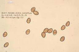 Galerina vittiformis