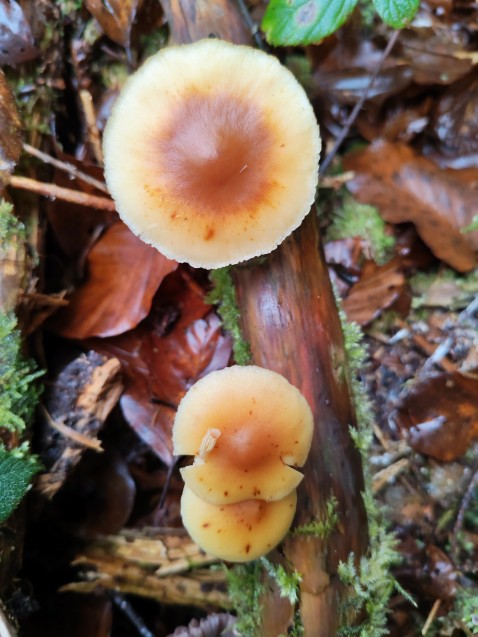 Gymnopilus penetrans