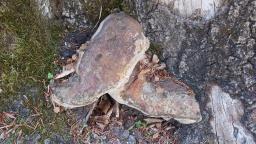 Vanderbylia fraxinea