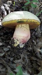 Butyriboletus fechtneri