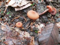 Laccaria bicolor