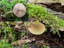 Simocybe centunculus