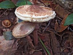 Lepiota pseudolilacea