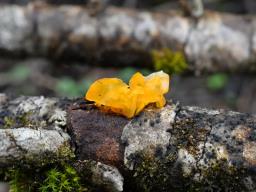 Tremella mesenterica