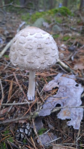 Chlorophyllum olivieri