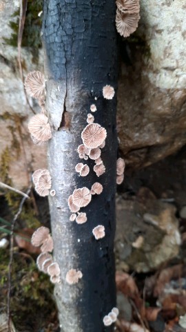 Schizophyllum commune