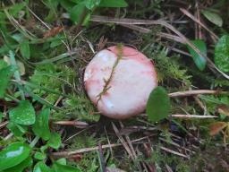 Russula sanguinaria