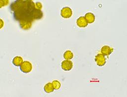 Hypomyces chrysospermus