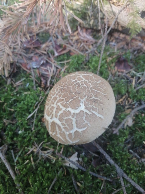 Xerocomellus chrysenteron