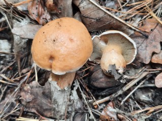 Suillus bovinus