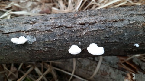 Schizophyllum commune