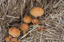 Agrocybe ochracea