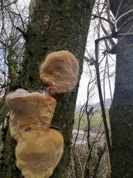 Phellinus pomaceus