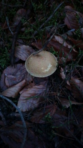 Suillus variegatus