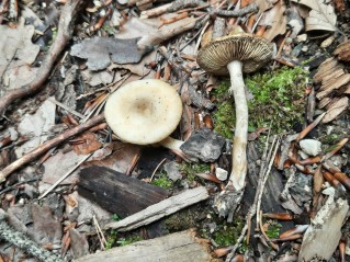 Agrocybe praecox