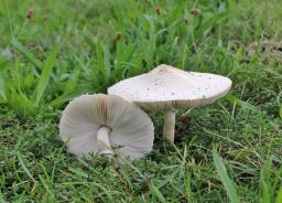 Macrolepiota excoriata