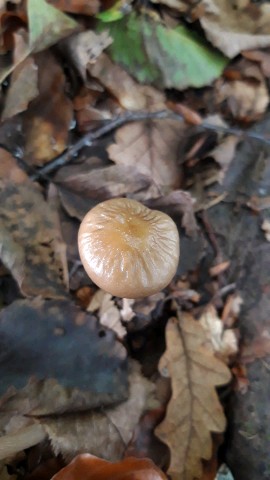 Hymenopellis radicata