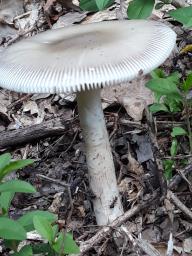 Amanita battarrae