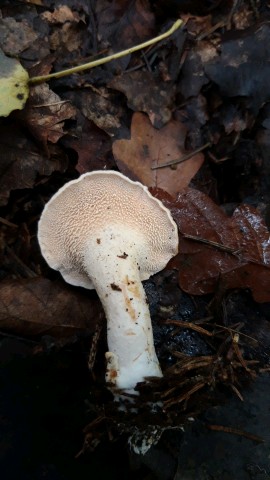 Hydnum umbilicatum