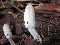 Coprinopsis lagopus