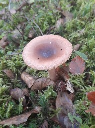 Amanita fulva