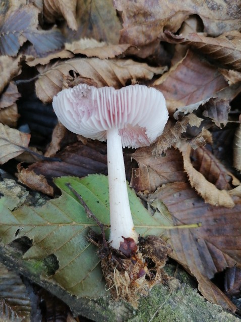 Mycena rosea