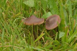 Entoloma lucidum