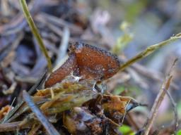 Pseudombrophila guldeniae