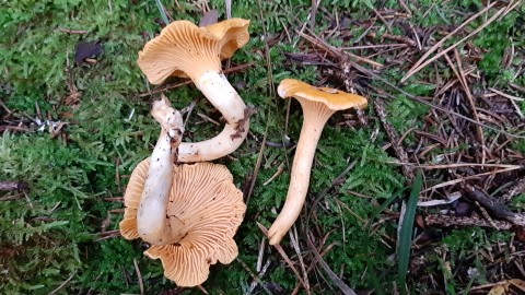 Cantharellus cibarius