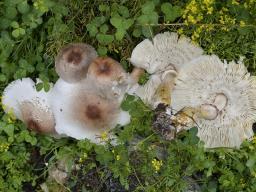 Leucoagaricus americanus