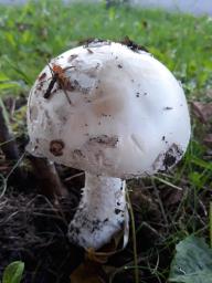 Amanita strobiliformis