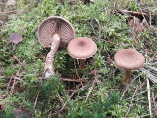 Cortinarius pholideus