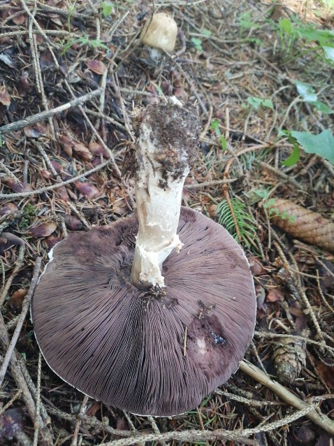 Agaricus augustus