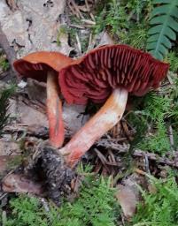 Cortinarius sanguineus