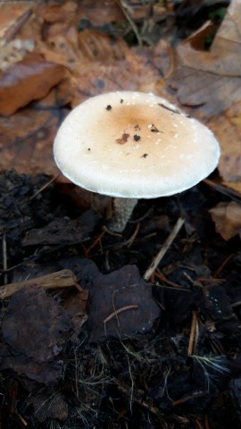 Pholiota lenta