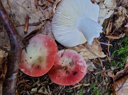 Russula raoultii