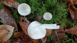 Hygrophorus agathosmus